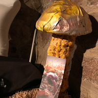 events /
