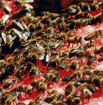 #008 v.4 // 40's booklet
#008 v.4 // 40's booklet