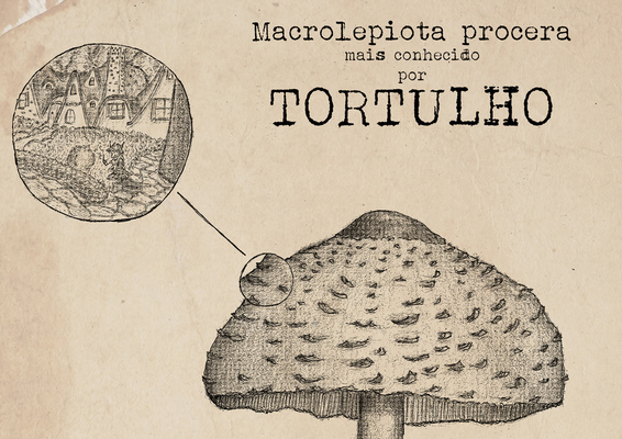 Macrolepiota procera [detail]
