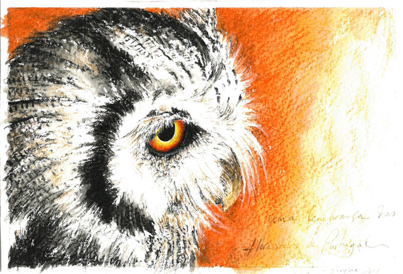 As Florestas Portuguesas
As Florestas Portuguesas